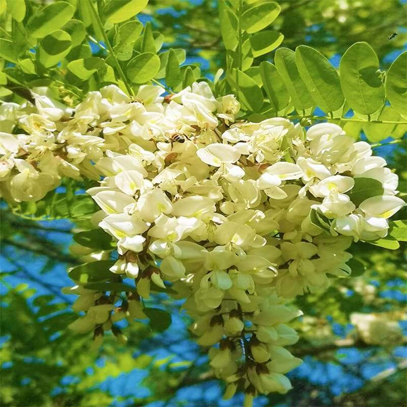 ape-bottinatrice-fiore-di-acacia-in-piena-fioritura