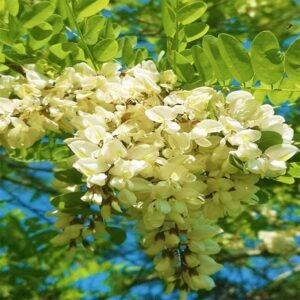 FIORE ACACIA Miele di Acacia vaso da 1000g