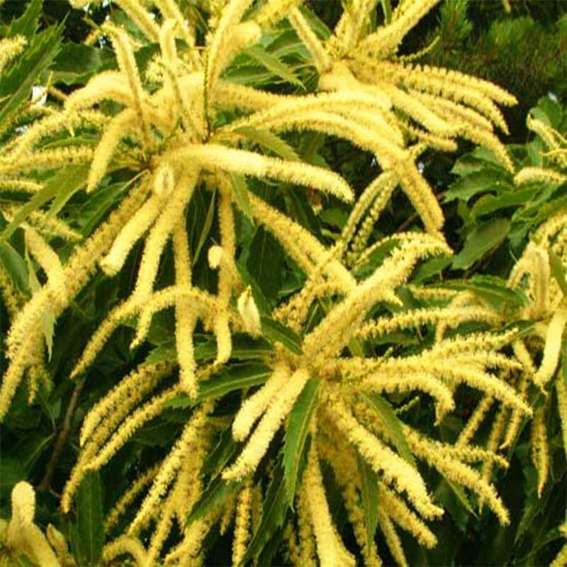 albero-di-castagno-in-piena-fioritura