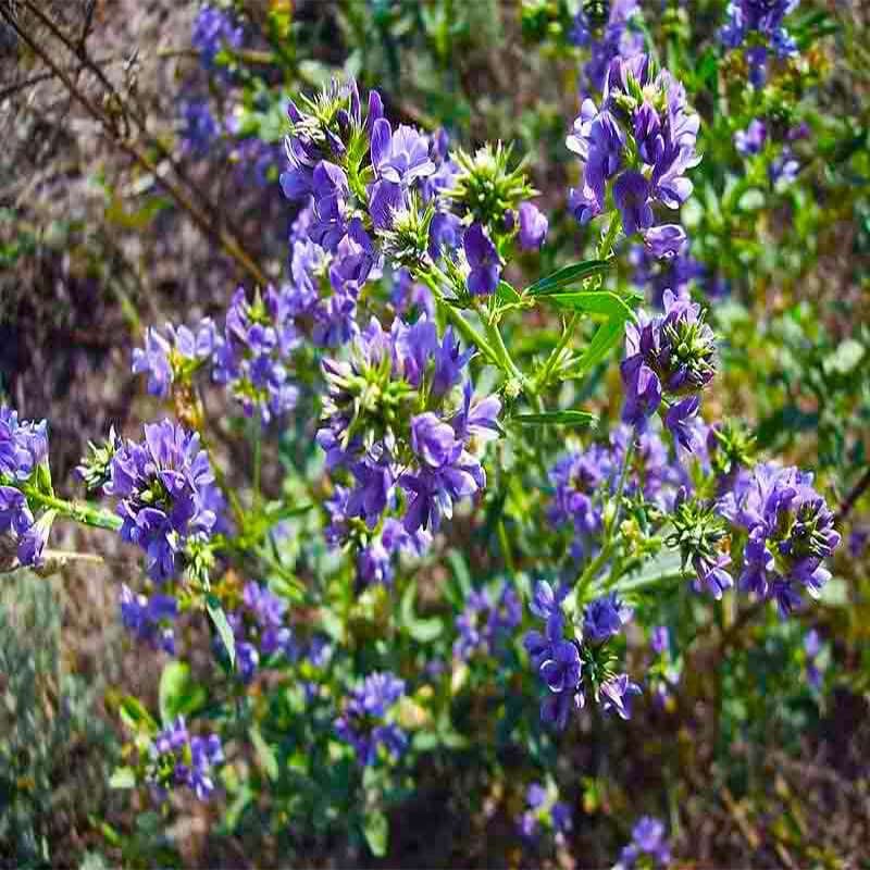 campo-di-erba-medica-in-fiore