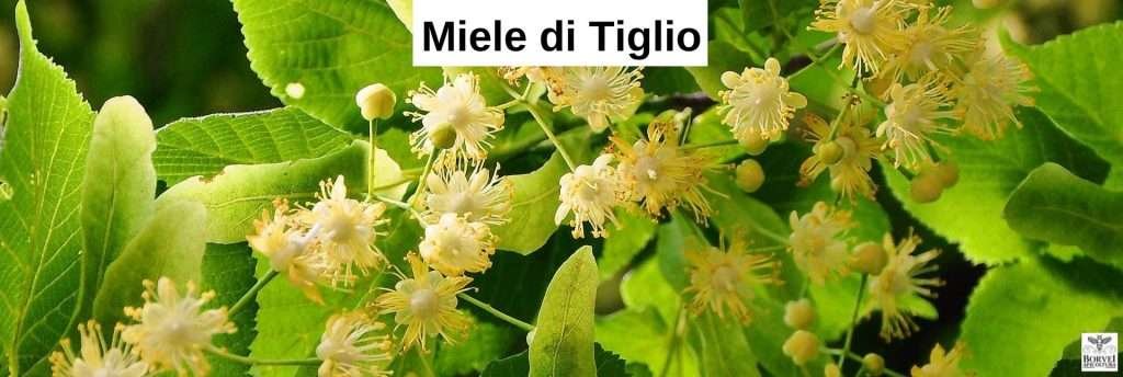 Miele: Tutte le Proprietà e benefici per la salute 9 MIELE PROPRIETA E BENEFICI
