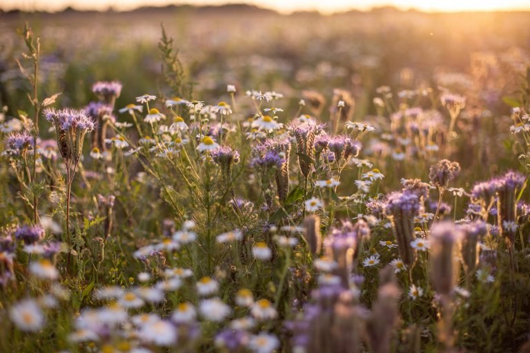 Miele di Millefiori, Proprietà, Benefici, usi 4 miele-di-millefiori-benefici-proprietà-usi