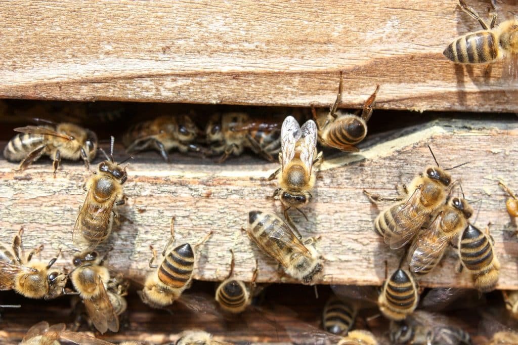 Le api dormono?