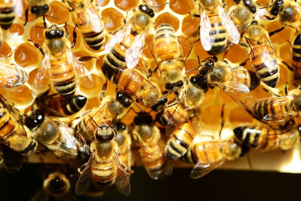 LE API COME FANNO A CONSERVARE IL MIELE?