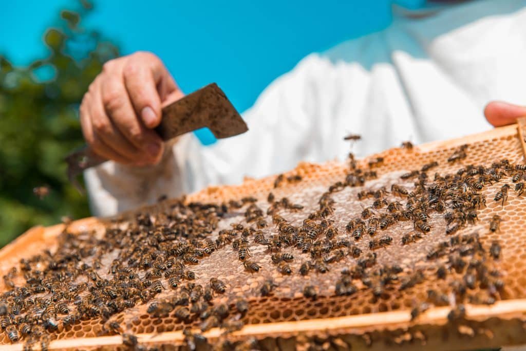 Cera d'Api: la cera tutta naturale per pelle, capelli e salute