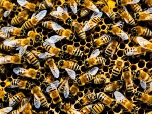 Il futuro delle api: Sfide e opportunità per un domani sostenibile