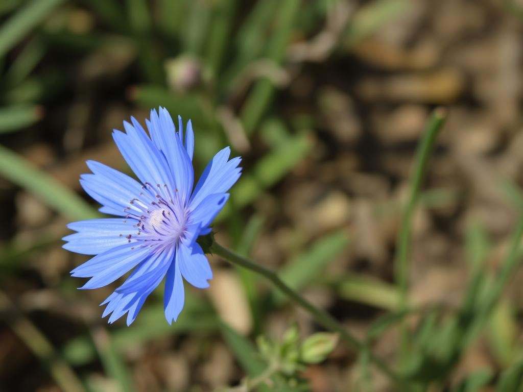 Immagine di un fiordaliso in fiore