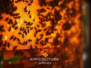 Quali Sono le Sfide della Digitalizzazione nell’Apicoltura?